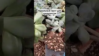 What should be the soil for succulents?