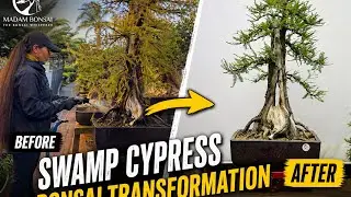 Swamp Cyprus Bonsai Care and Repotting Tips
