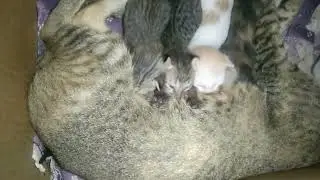 Cute little cat family....🐈🐈😺  बिल्ली की छोटीसी सुंदर फेमिली। #cutecat #catfamily #villagecat 