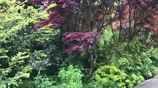 Atropurpureum acer palmatum