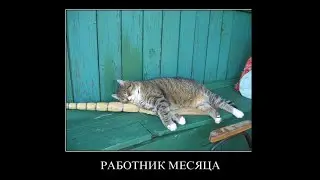смешные котики февраль 2022. Ну погладь меня уроки подождут.