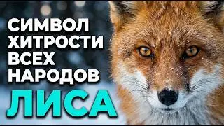 The fox is Russia's smartest predator. Here's the proof.