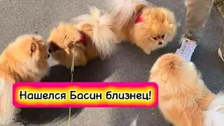 Нашелся Басин клон!