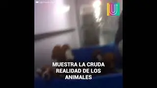 Salvemos a Ralph | Video del Conejo | #Viral