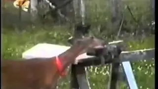 Теле передача 