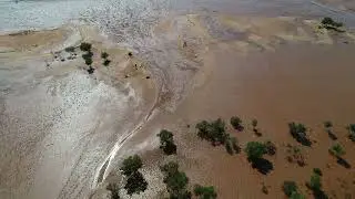 Planting mangroves by drone