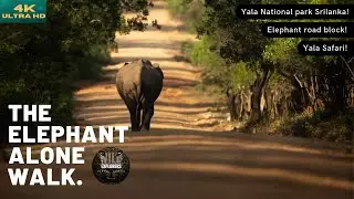 Top1 | Elephant road block | Srilanka elephant walk | Yala safari kamesh
