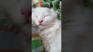 котик спит сладенько