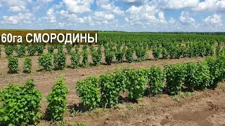 60 га чёрной смородины под мехуборку в фермерском хозяйстве Бабкена Испиряна