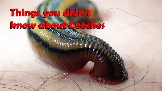 Things you didn't know about Leeches