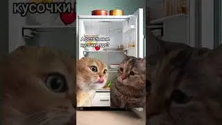 Где колбаска? #pet #животные #animals #кот #коты #мемныекоты #диалогкотов #мем #котыговорят #колбаса