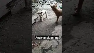 Anak-anak anjing