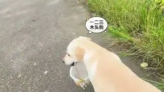 这样的神仙小狗谁都喜欢呢#萌宠出道计划 #小狗一看就知道非常乖 #不养狗不知道养狗的乐趣