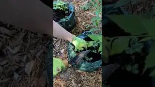 Potatoes