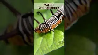 Магия утонченности. The magic of sophistication.
