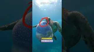 Sea Turtle EATS Poisonous JELLYFISH! 