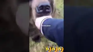 россия и медведи🐻🇷🇺