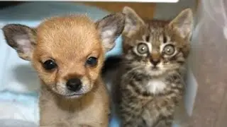 What the kitten did with the puppy surprised the workers!!!