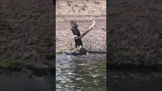 Bald Eagle Mighty Power