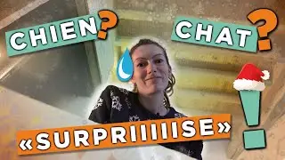Chien SURPRISE pour NOEL - offrir un CHAT ? Allez c'est cadeau !