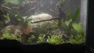 Fluval 12 Gallon Edge (Episode 2)