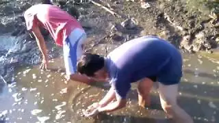 TRADITIONAL FISHING BY HAND IN RICE FIELD INDONESIA || FISHING 