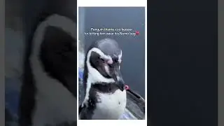 The flaps 🥹❤️ #animallover #animalsoftiktok