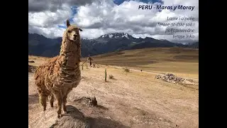 PERU - Maras y Moray - Lama i alpaka / Rudnik soli i terase Inka / Predmeti od vune alpake u Andima