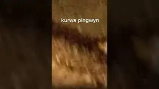 Курва пингвин