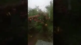 Гроза в саду... 