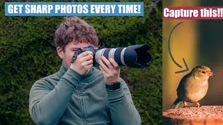 How to take better wildlife photos - Tips for beginners