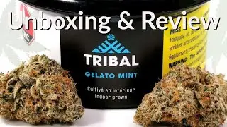 Tribal (Cannara) Gelato Mint Unboxing & Review