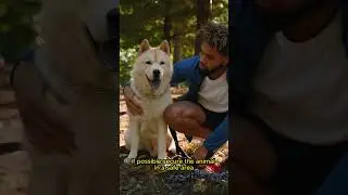 What to do if you find a lost pet?