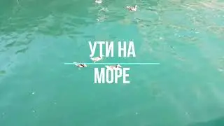 Ути на море
