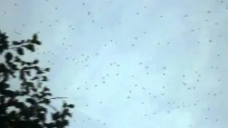 Это Хазарии уже намек свыше или белки для губернатора.