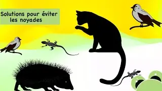 Solutions to prevent animals from drowning...