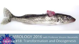 Virology Lectures 2016 #18: Transformation and Oncogenesis