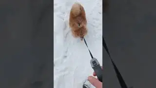 Шпицулька Нора на прогулке