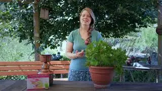 ROSENGERANIE: Natürliches Wundermittel für Haut und Seele | Mini Kräuterkunde mit Svenja Riedel