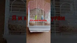 Попугаи!