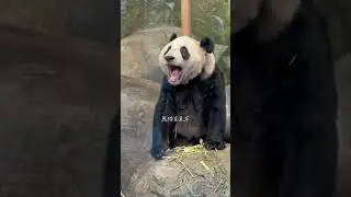 時隔二十年、異國他鄉、飼養員又一次見到了他飼養多年的「丫頭」～ #大熊貓和飼養員 #萬物皆有靈性 #重逢