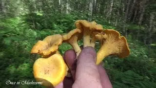 В Лес за Грибами Лисичками Июль 2019 Беларусь Mushrooms