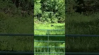 What happens when you say: HEY BEAR!