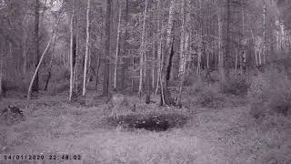 МЕЧЕНАЯ С КОСУЛЕНКОМ И ГУРАН