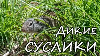 Суслики Франклина хакнули зоопарк Омахи