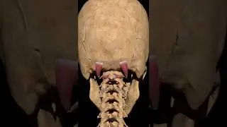Superior and inferior obliquus capitis muscles
