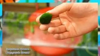 Урок 8 - Аквариумға өсімдіктерді орналастыру