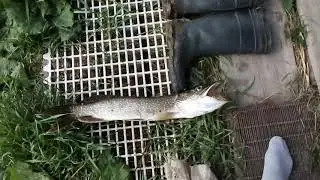 Щука на 2150