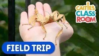 Explore Amazing Bugs From Around The World | Caitie's Classroom Field Trip | Insects For Kids