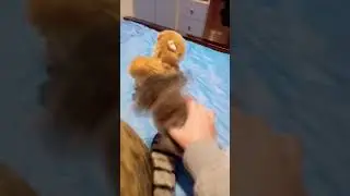 глупий шпиц 7 серия